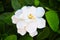 Closeâ€‹ upâ€‹ blooming Gardenia jasminoides or Gardenia augusta flower on blurred green leaves background.Â 